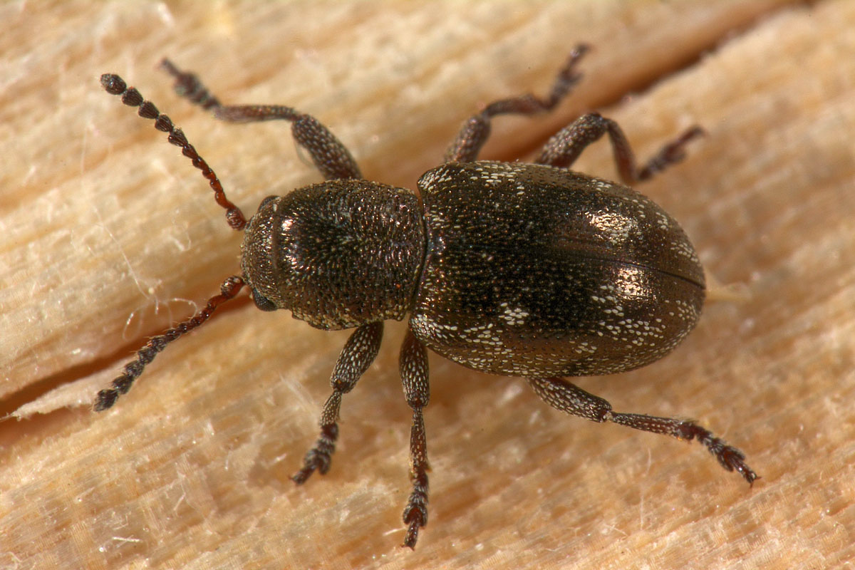 Chrysomelidae: Pachnephorus villosus